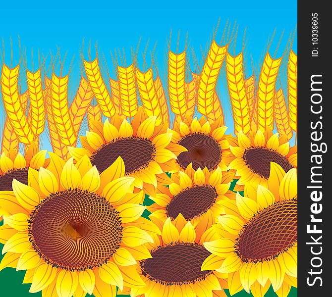 Vector sunflowers