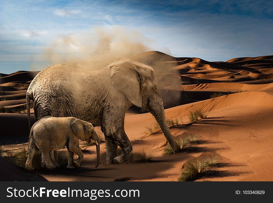 Elephants And Mammoths, Elephant, Wildlife, Ecosystem