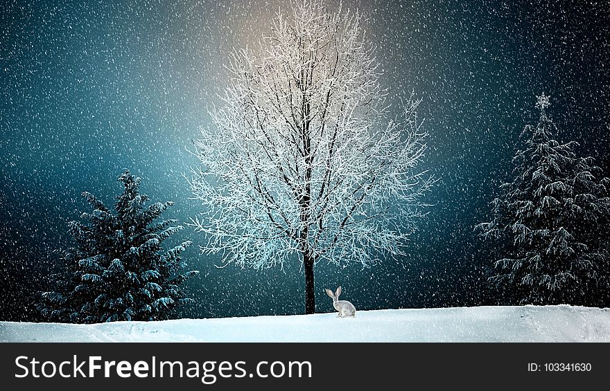 Winter, Snow, Nature, Tree