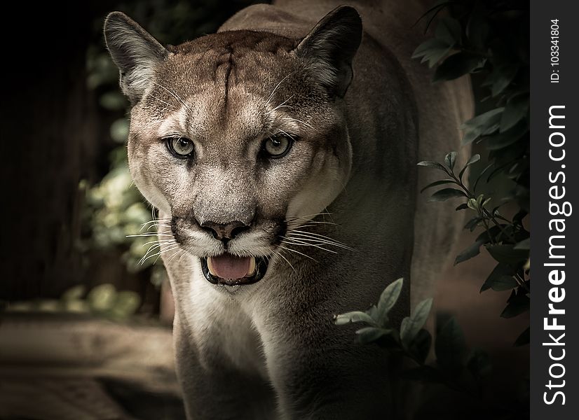 Wildlife, Puma, Cougar, Mammal