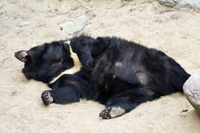 Sleeping Bear Stock Photos