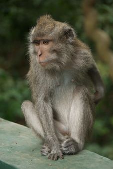 Monkey Of The Monkey Forest Temple Stock Photography