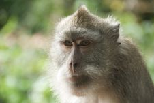 Monkey Of The Monkey Forest Temple Royalty Free Stock Image