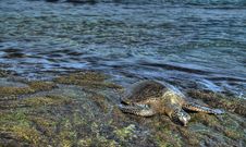 Sea Turtle In HDR Stock Images Sea Turtle In HDR Stock Images