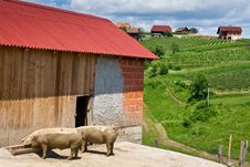 Feeding Pig With Barn In Countryside Stock Photo Feeding Pig With Barn In Countryside Stock Photo