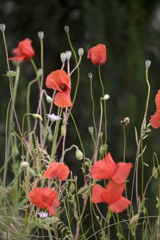 Red Poppies In Tuscany Stock Photography