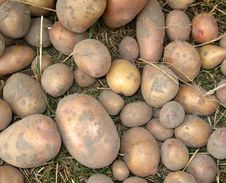 Raw Fresh Potatoes Royalty Free Stock Images Raw Fresh Potatoes Royalty Free Stock Images