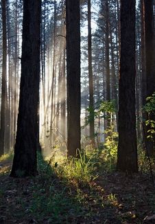 Sunset In The Forest Royalty Free Stock Photos Sunset In The Forest Royalty Free Stock Photos