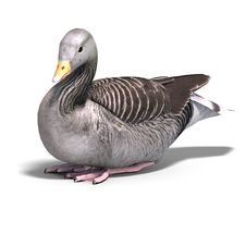 Grey Goose Royalty Free Stock Photography
