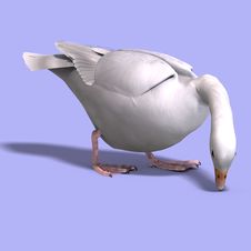 Snow Goose Stock Photos