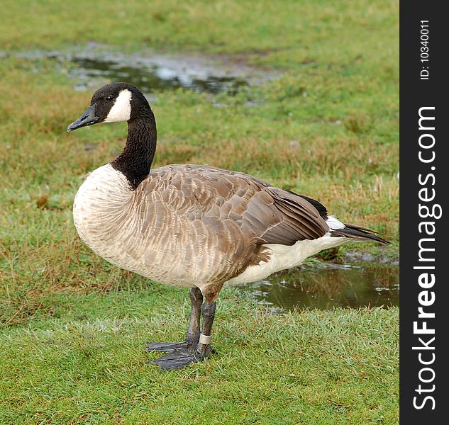 Banded Canada goose on grass