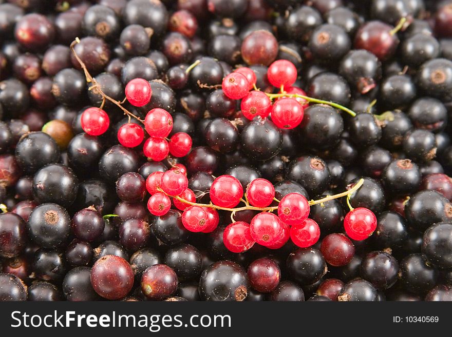 Colorful background of fresh berries of currant