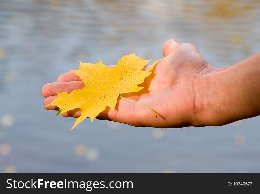 Maple leaf in a hand on a background of water