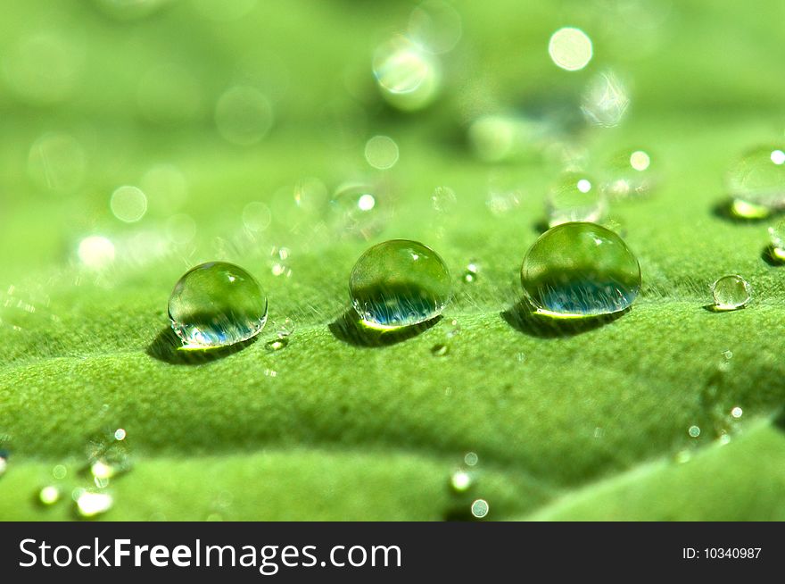 Water drops on green leaf. Water drops on green leaf