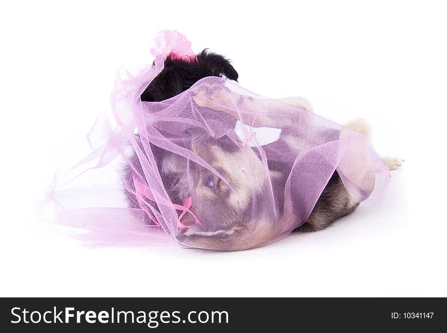 The first kiss of the dog grooms and bride on the white isolated background; the groom and bride were closed by a grid