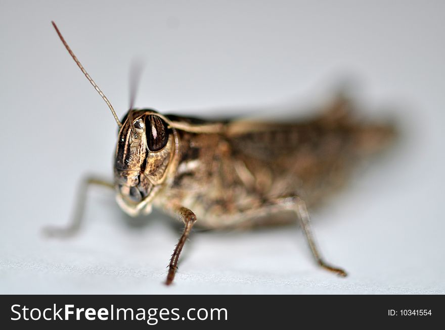 Macro photo of a locust