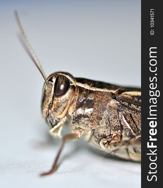 Macro photo of a locust