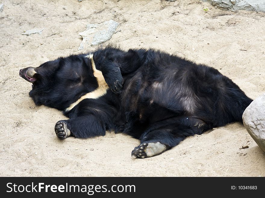 Sleeping bear heating the summer sun