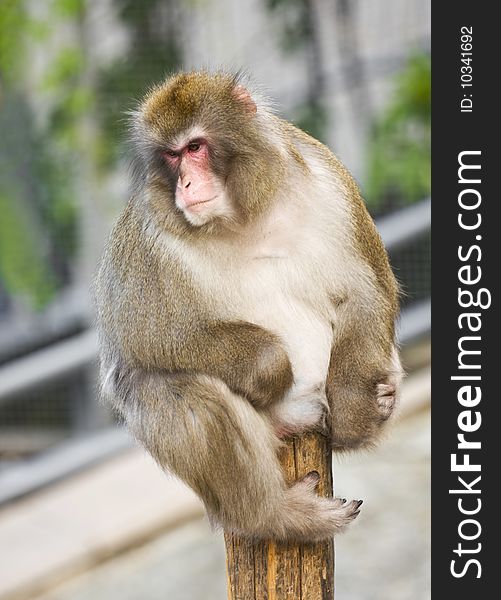 Funny Monkey - Free Stock Images & Photos - 10341692 
