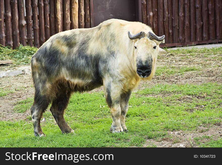 A very rare animal Sichuan tokin - distant relative boar
