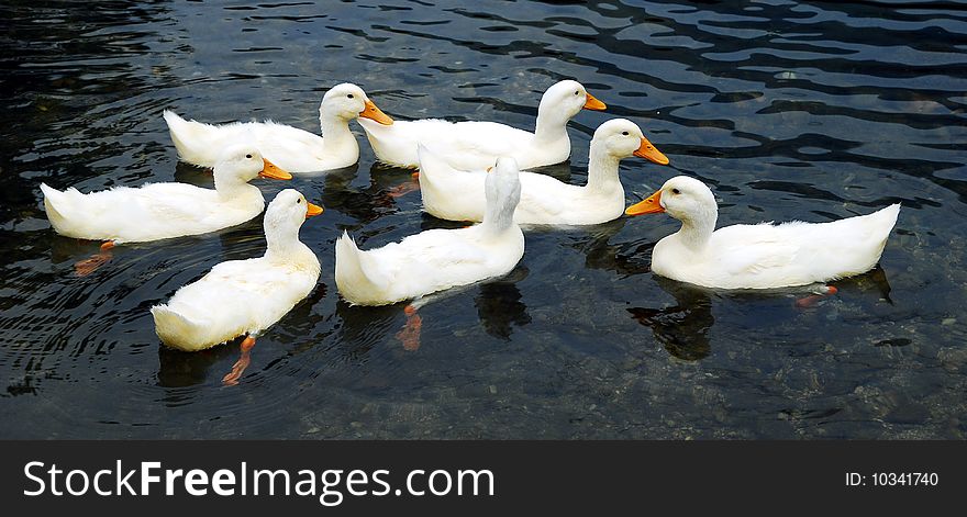 Seven ducks are swimming in the river.