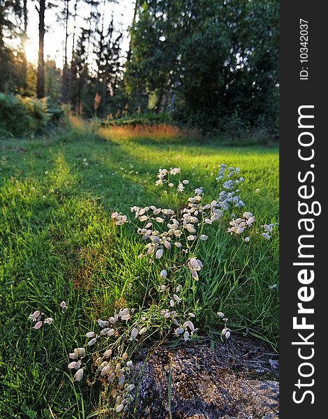 Blooming flowers in countryside, wood in background.