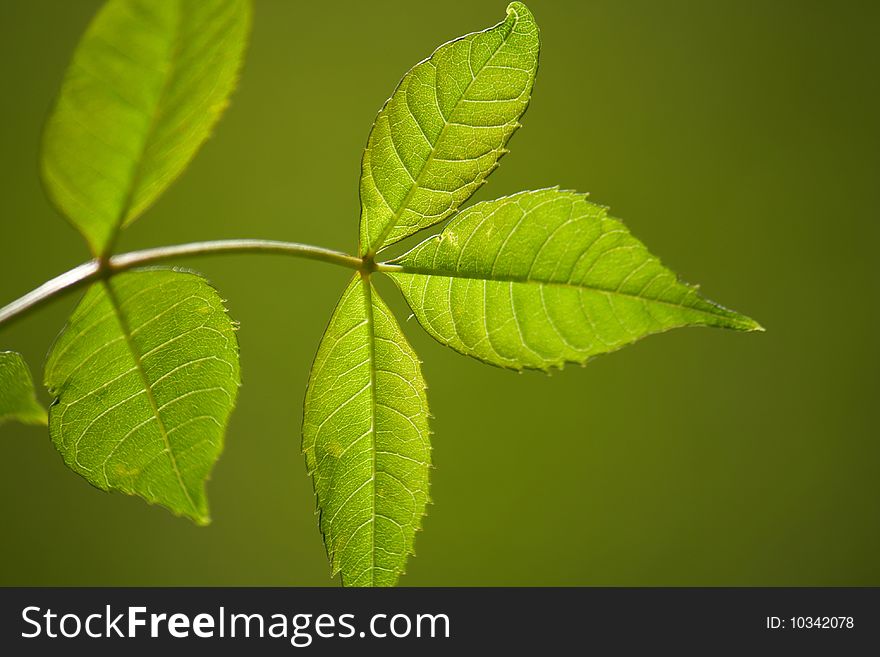 Leaf isolated on the green background