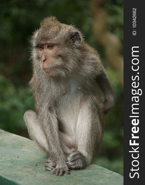 Monkey Of The Monkey Forest Temple