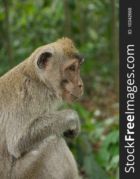 Monkey Of The Monkey Forest Temple