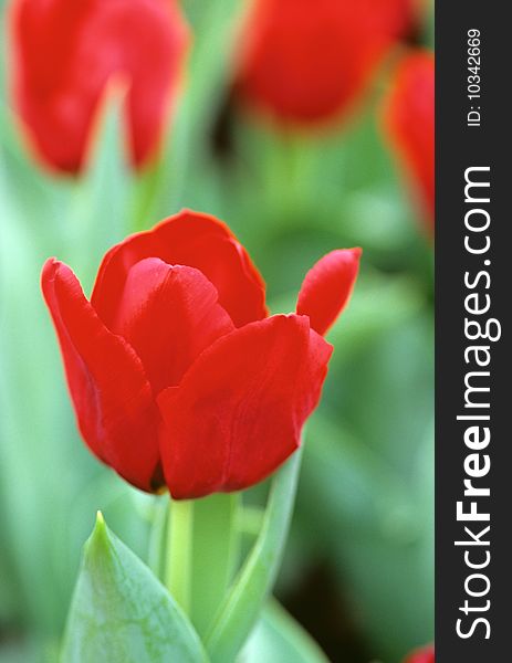 A close-up image on red tulips. A close-up image on red tulips