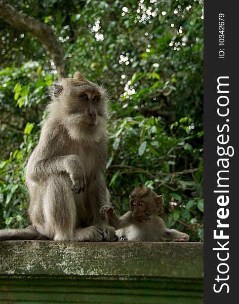 Monkey of the Monkey Forest Temple, Ubud - Bali