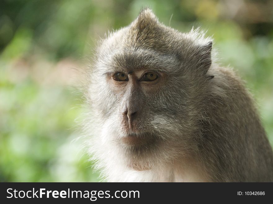 Monkey of the Monkey Forest Temple, Ubud - Bali