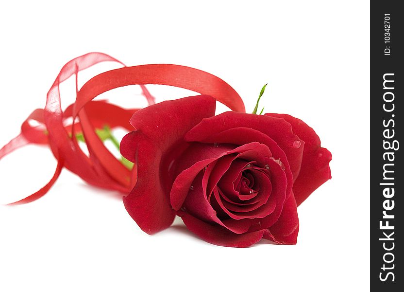 Red rose with ribbon isolated on white
