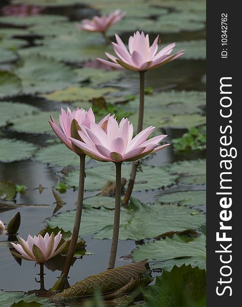 The shot of blooming pink lotus flowers