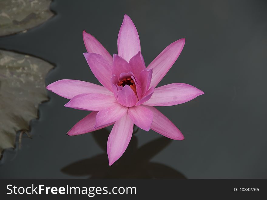 Close up shot of pink waterlily