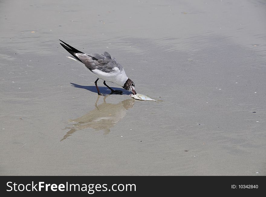 Bird eating fish on a beach