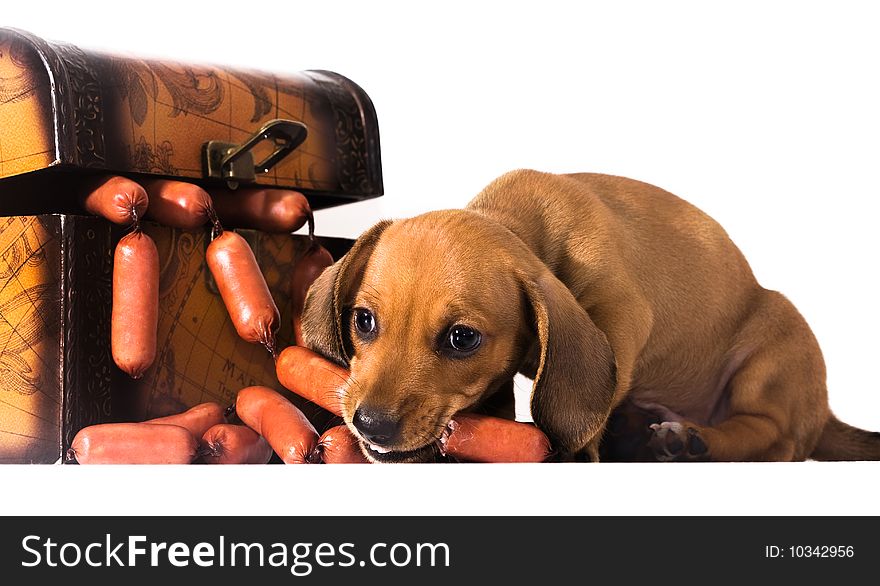 Dachshund puppy eating tasty sausages