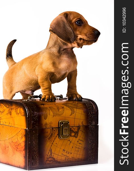 Puppy plays in the toy chest. Puppy plays in the toy chest