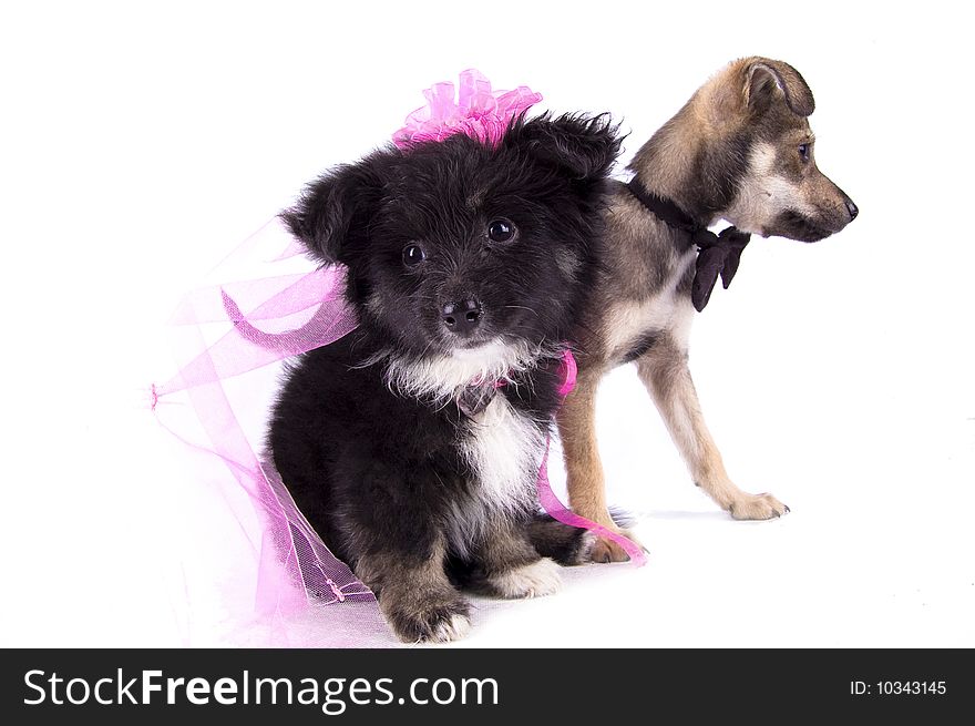 The dog groom and bride on the white isolated background. The dog groom and bride on the white isolated background