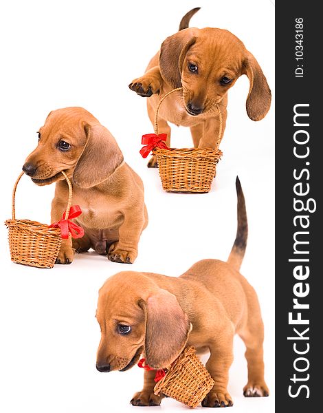 Puppy red Dachshund has a wicker basket. Puppy red Dachshund has a wicker basket