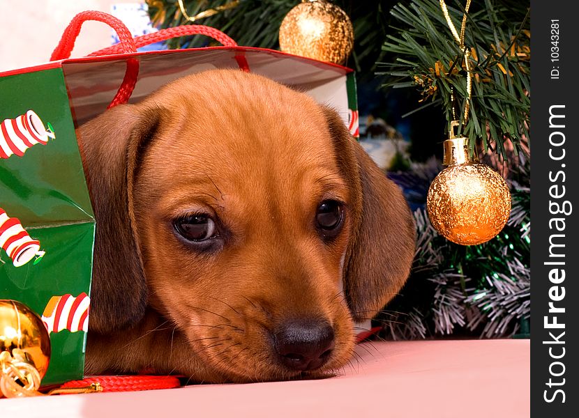 Puppy red Dachshund lies in the package for gifts for a festive tree. Puppy red Dachshund lies in the package for gifts for a festive tree