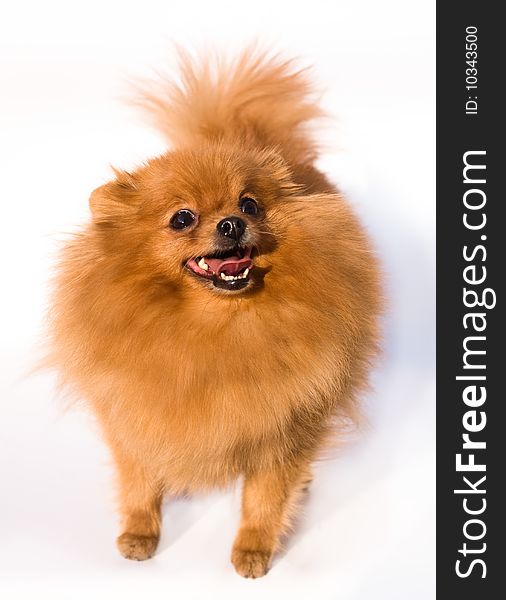 Dog with bushy red hair breeds spitz