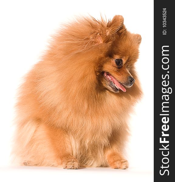 Dog with bushy red hair breeds spitz