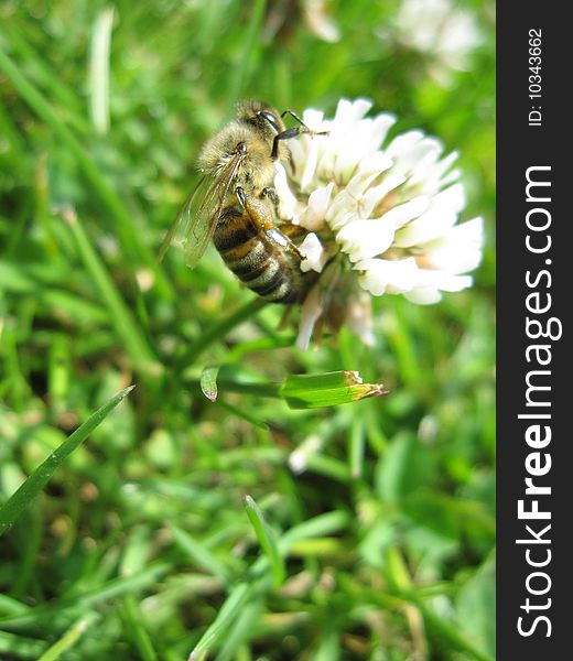 Nice bee is sitting on a clover in the grass