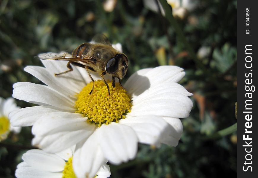 Nice bee is sitting on a marguerite in the grass