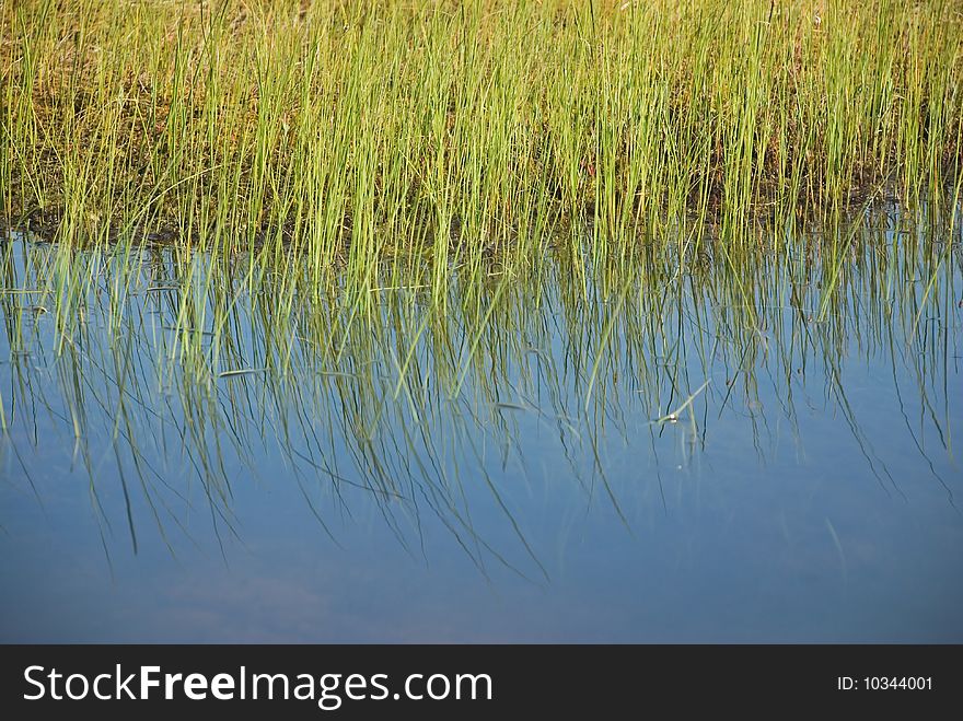 Shallow aquatic grass of north bogs