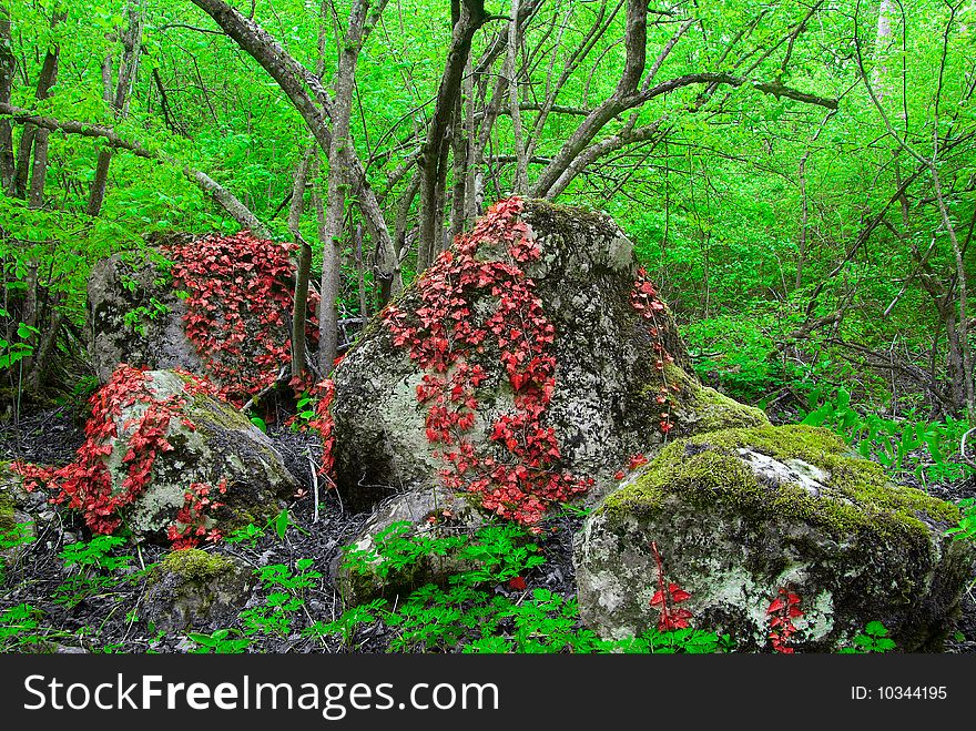 Red and green leaves in the deep forest. Red and green leaves in the deep forest
