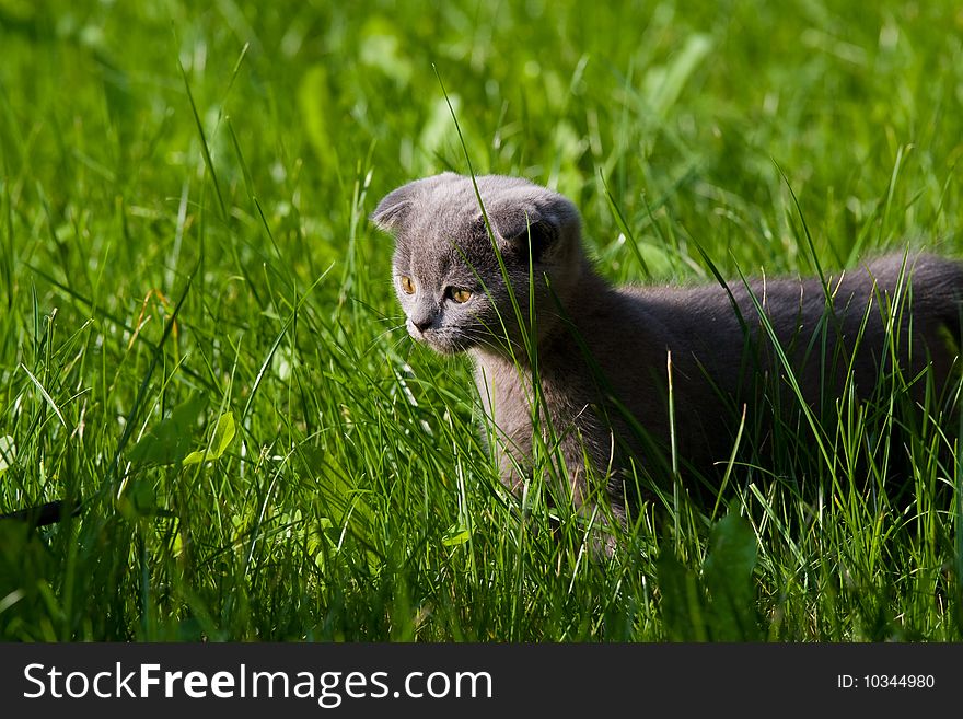 Little kitten playing on the grass close up