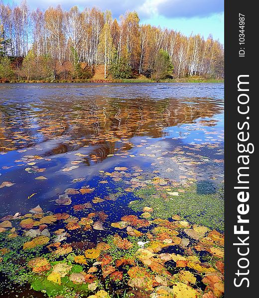 Autumn landscape with leaves on water. Autumn landscape with leaves on water