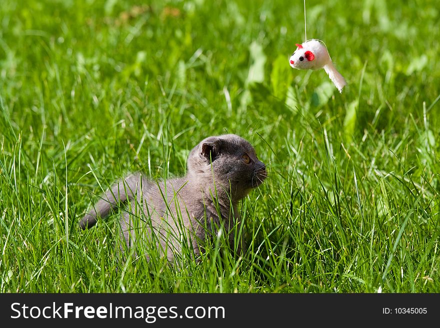 Little kitten playing on the grass close up